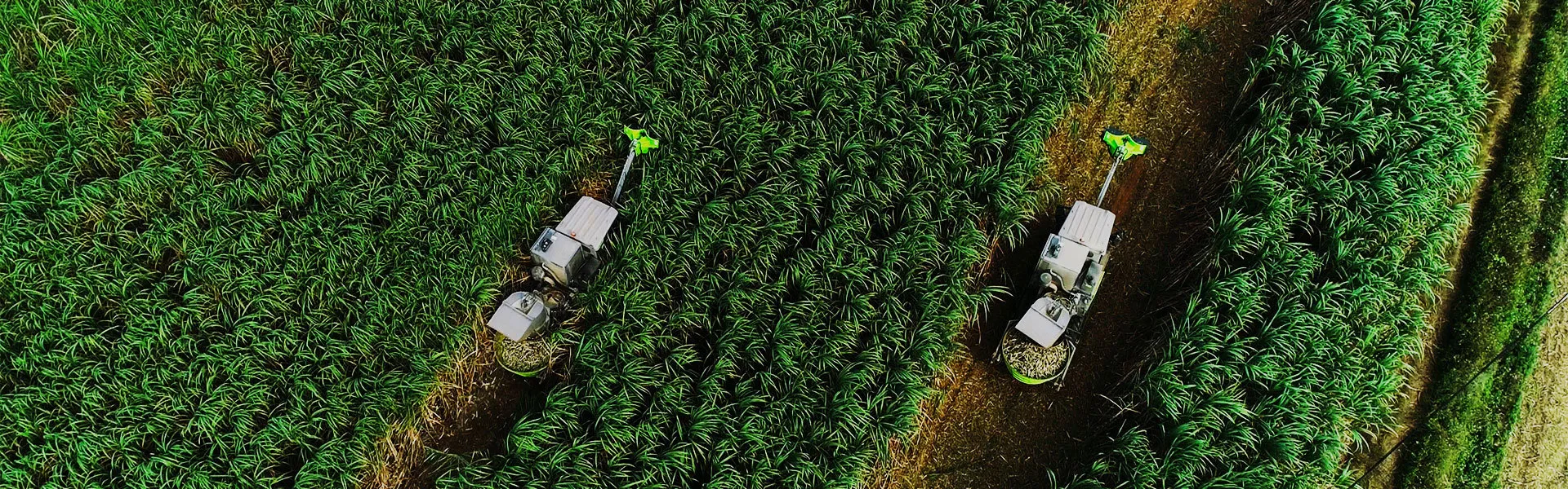 Campos de cana-de-açúcar