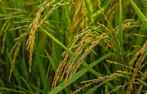 Campos de arroz