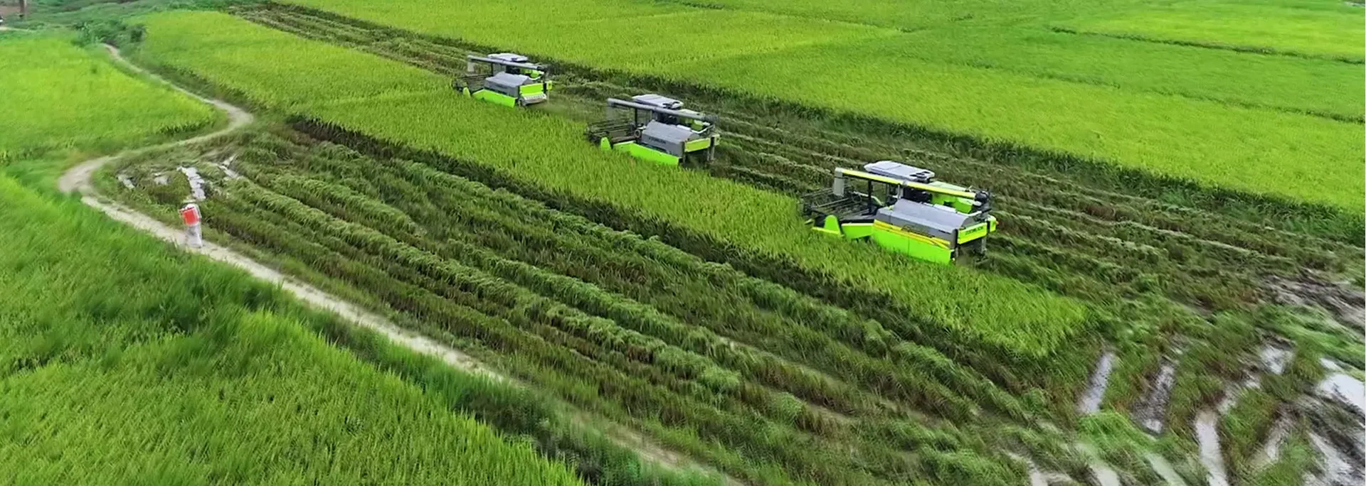 Campos de arroz